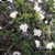 Leaves and flowers