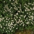 Form