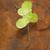 Lemna minor