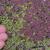 Duckweed and-Water fern