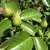 Bud and Leaf