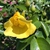 Flower and Bud