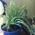 fern with rounded leaflets in blue ceramic pot.