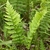 Erect fronds with pinnatifid pinnules