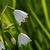 White bell shaped flowers