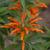 Flower and Leaves