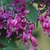 Purple pea-like flowers