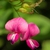 Lespedeza bicolor