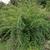 Lespedeza thunbergii