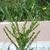Stems