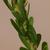 Stem