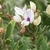 Flower detail