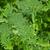 Foliage