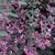 Lespedeza liukiuensis 'Little Volcano' Flower and Leaf