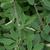 Lespedeza thunbergii