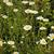 Leucanthemum vulgare