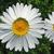 Leucanthemum vulgare