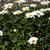 Leucanthemum x superbum stems, leaves, and flowers