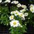 Leucanthemum x superbum leaves, buds, and flowers