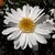 Leucanthemum x superbum flower close up