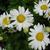 Leucanthemum x superbum flowers and buds