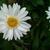 Leucanthemum x superbum flowers