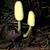 Leucocoprinus birnbaumii