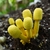 Cluster in compost pile