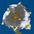 Close up of flower