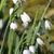 Form
