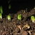 Emerging plants