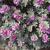 Leucophyllum frutescens
