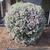 Leucophyllum frutescens