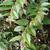 Leucothoe axillaris