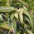 Leucothoe axillaris