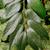 Leaf Detail