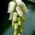 Leucothoe axillaris