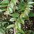 Leucothoe axillaris
