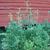 Levisticum officinale