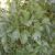 Levisticum officinale