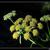 Levisticum officinale