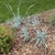 Blue-green grass growing on a mulched slope