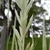 Close-up on spikelets.