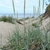A grass with glaucous leaves and upright dense spikes