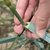 Close-up of the leaf sheaths and auricles