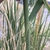Stem