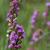 Liatris ligulistylis