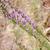 Liatris pilosa
