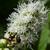 Liatris spicata 'Alba'