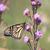 Monarch on flowers